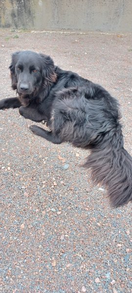 Le Chien Coquet - photo 2