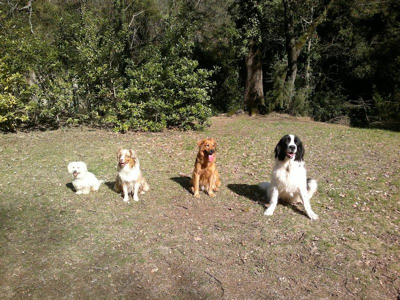 Dog ethik éducation canine - photo 1