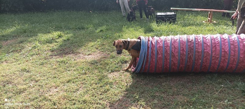 Dog ethik éducation canine - photo 2