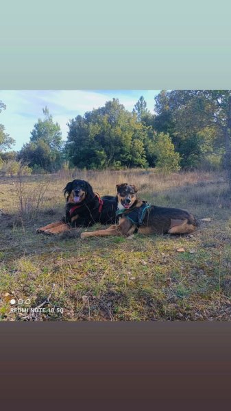 Dog ethik éducation canine - photo 3