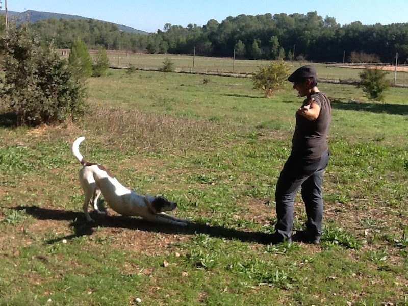 dog plénitude - photo 1