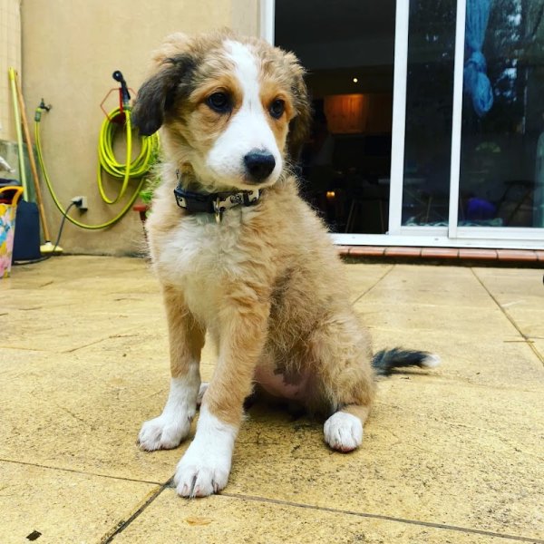 dog plénitude - photo 2