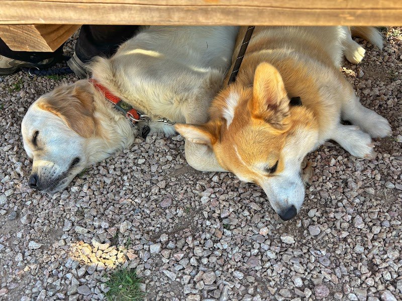 Club Canin Garéoult - photo 1