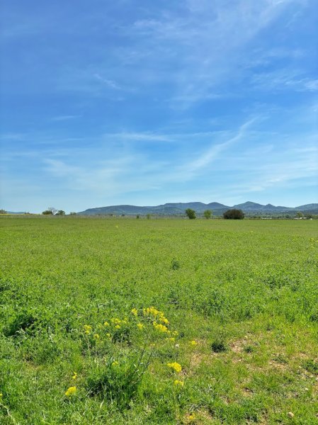 Club Canin Garéoult - photo 2