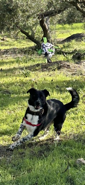 L'éduc'Canin - photo 2