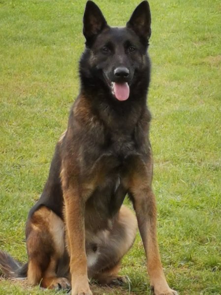 Identité Canine / Vallon des Serps - photo 1