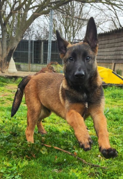 Identité Canine / Vallon des Serps - photo 2