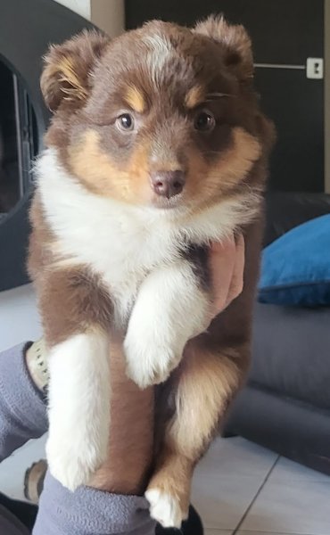 Identité Canine / Vallon des Serps - photo 3