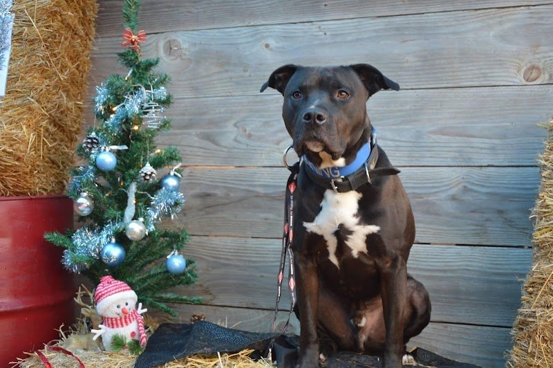 CHIEN D'UN JOUR ,CHIEN TOUJOURS - photo 1