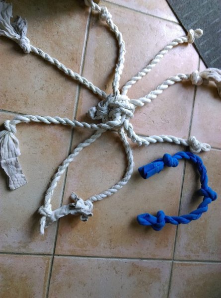 CHIEN D'UN JOUR ,CHIEN TOUJOURS - photo 3