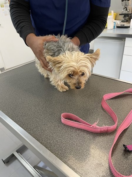 Clinique Vétérinaire Le Chien Bleu Cotignac - photo 3