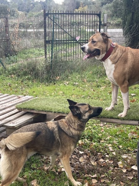 EduCanin83 (anciennement Dog Life) - Education canine comportementaliste - Carnoules Va