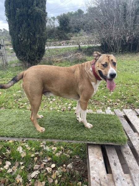 EduCanin83 (anciennement Dog Life) - Education canine comportementaliste - Carnoules Va - photo 2