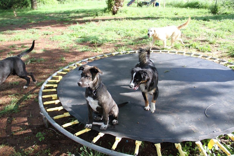 EduCanin83 (anciennement Dog Life) - Education canine comportementaliste - Carnoules Va - photo 3