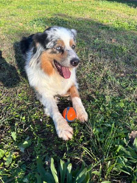Pension canine du Tao