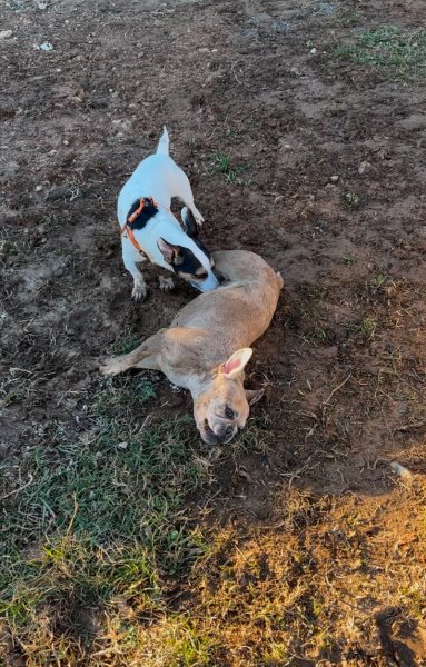 Pension canine du Tao - photo 2
