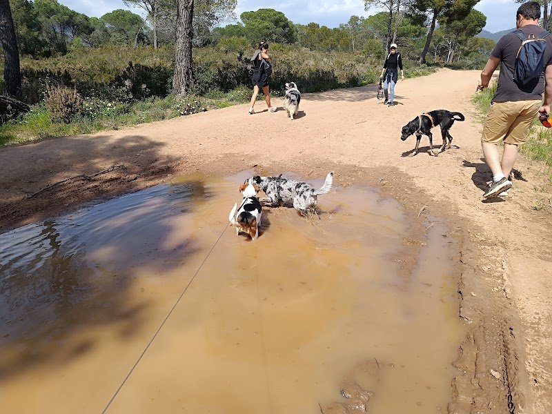 Educ'o Pattes, éducatrice & comportementaliste canin, professeure de Doga - photo 3