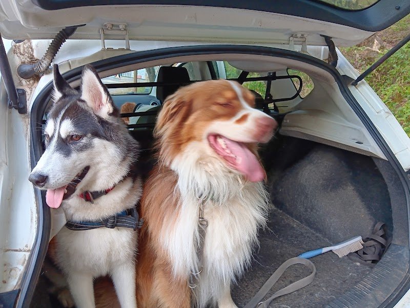 Instinct canin 83 / Éducation canine / Éducateur comportementalisme / troubles du comportement