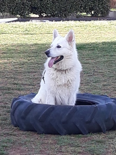 Cercle Canin Roquebrunois - photo 1