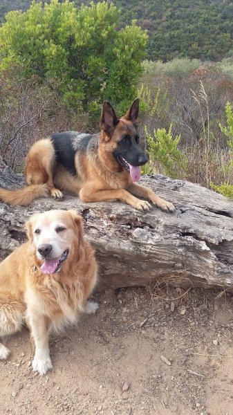 Cercle Canin Roquebrunois - photo 3