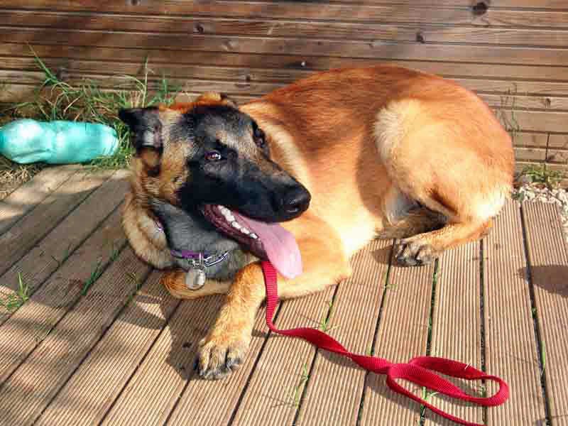 Educador le Dressage Tendresse