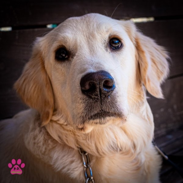 Educador le Dressage Tendresse - photo 3