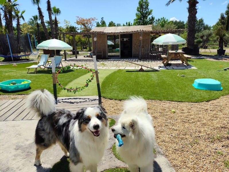 Pattes d'Amour - Centre Aéré Canin