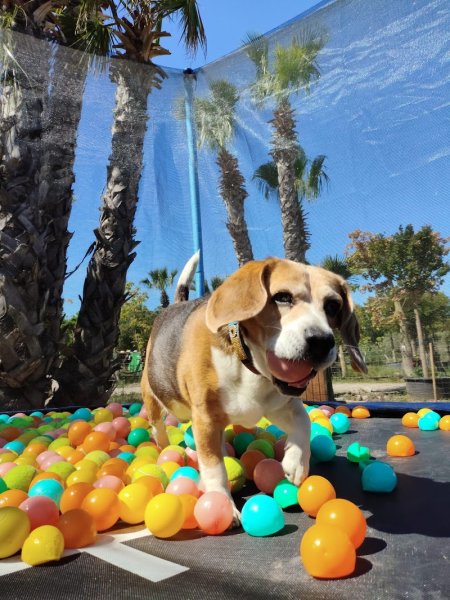 Pattes d'Amour - Centre Aéré Canin - photo 2