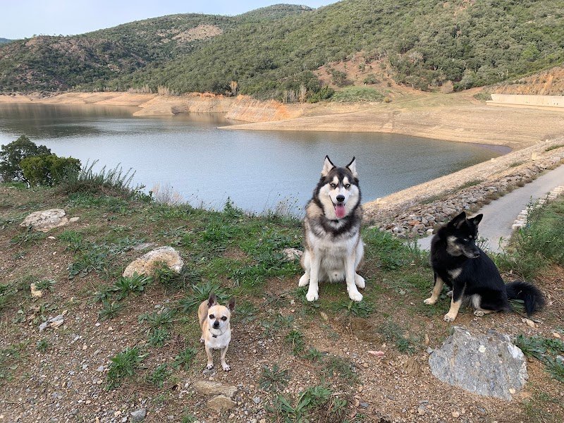 Dog Harmony- Educatrice & Comportementaliste canin-golfe de Saint-Tropez