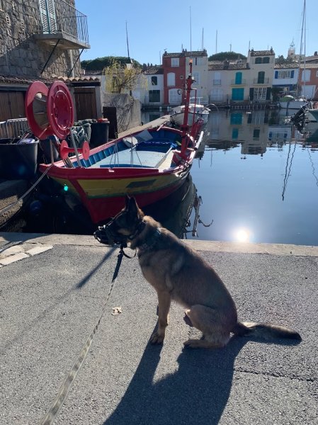Dog Harmony- Educatrice & Comportementaliste canin-golfe de Saint-Tropez - photo 2