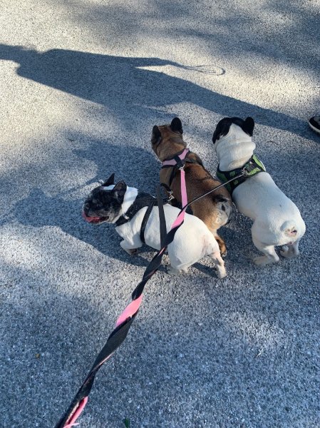 Dog Harmony- Educatrice & Comportementaliste canin-golfe de Saint-Tropez - photo 3