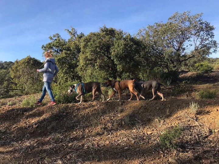 ESPRIT CANIN 83 Education positive et comportementalisme