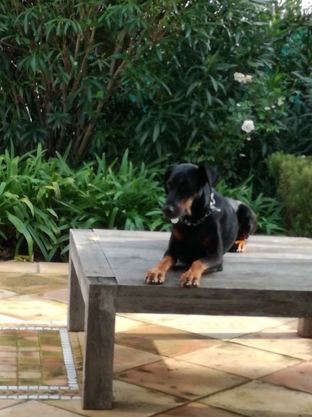 Bossa Dominique L'ECOLE DU CHIEN - photo 2