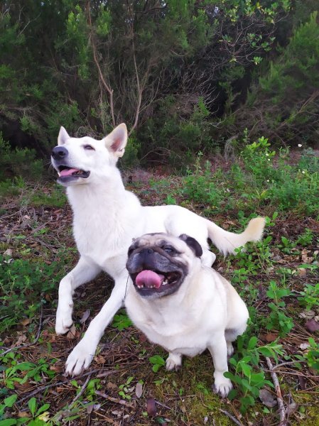 Bossa Dominique L'ECOLE DU CHIEN - photo 3