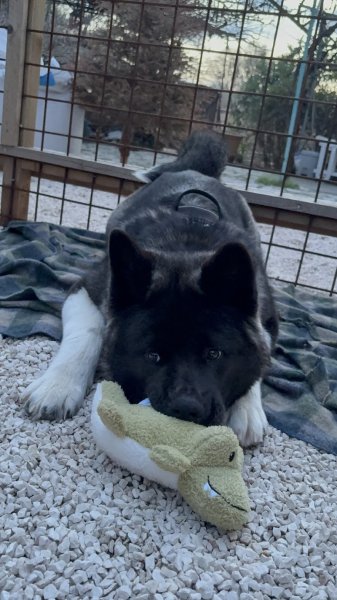 Dogs Friendly - photo 2