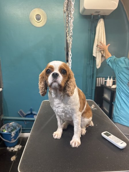 Dog's Stropez - photo 1