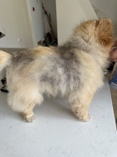 Dog's Stropez - photo 2