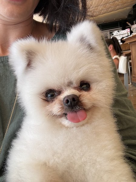 Dog's Stropez - photo 3