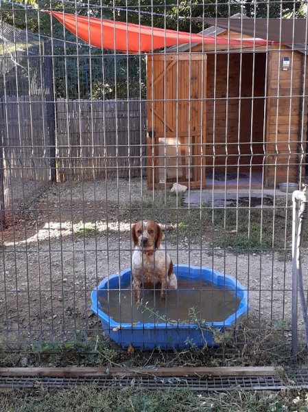 pension canine du rigaou