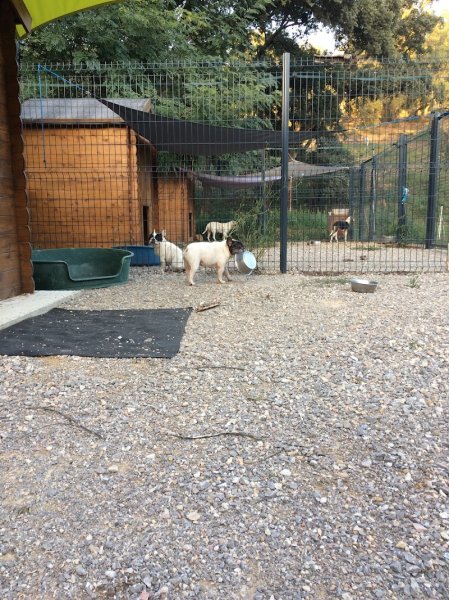 pension canine du rigaou - photo 2