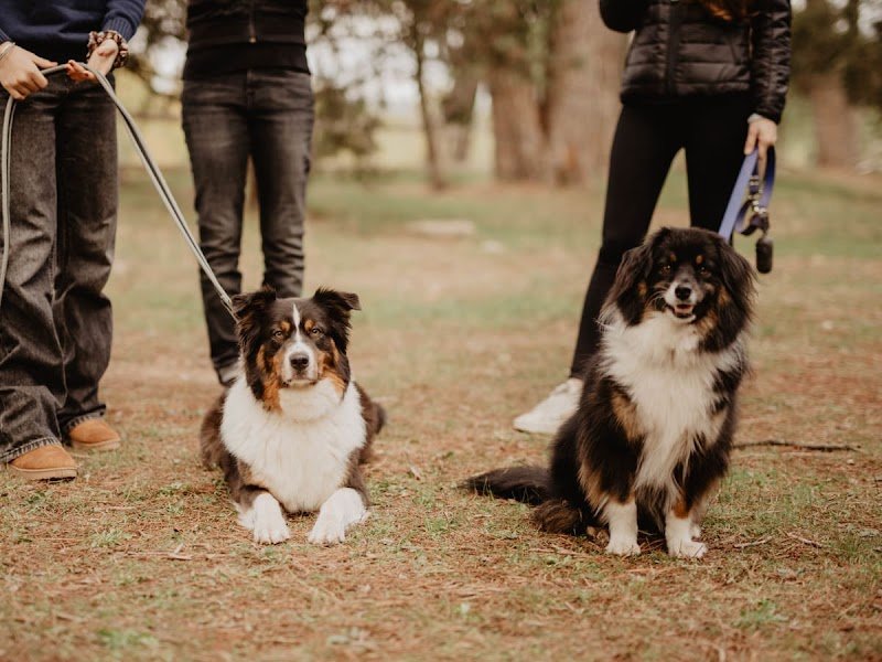 Love n'dog Education canine - Vincent CHADEFAUX - photo 3