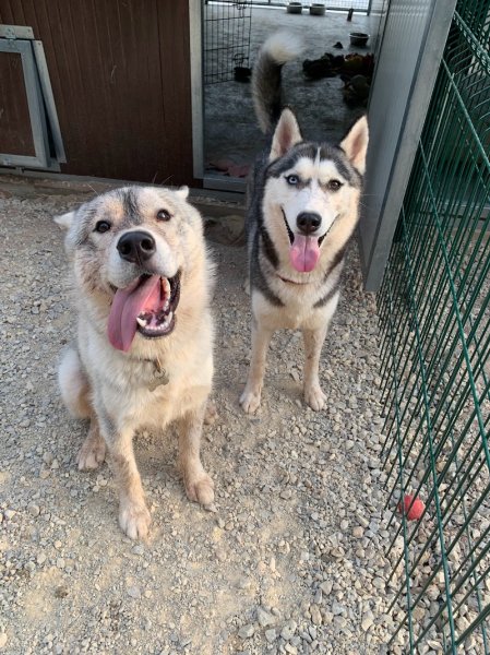 Pension Canine et Toilettage SAMARA - photo 3