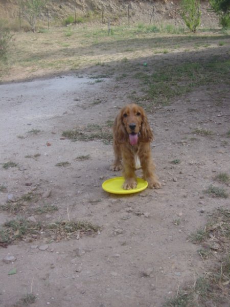 La colline canine - photo 1