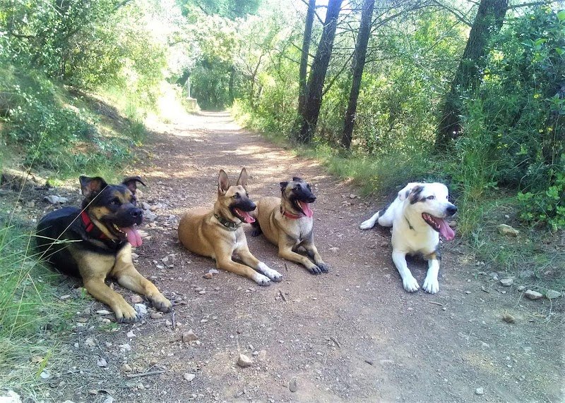 Canis Anaïs - Éducation canine - Rééducation comportementale