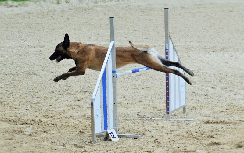 Atouts Chiens + élevage des précieuses fées - photo 1