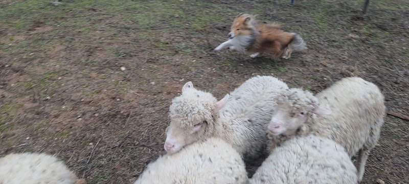 Atouts Chiens + élevage des précieuses fées - photo 2