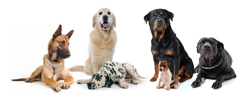 Elite Dressage - Educateur Comportementaliste Canin