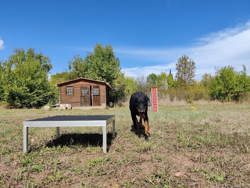 Elite Dressage - Educateur Comportementaliste Canin - photo 2