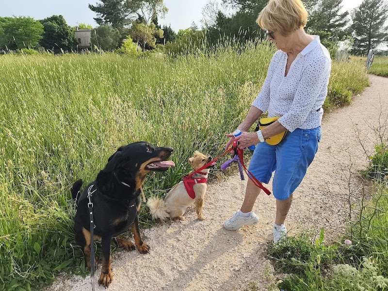 Elite Dressage - Educateur Comportementaliste Canin - photo 3
