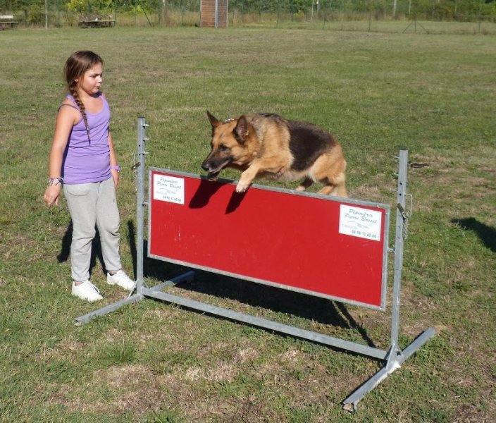Éducation canine du golfe de grimaud